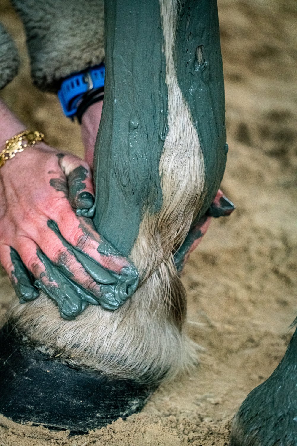 Application de la Boue marine KELPY de Noirmoutier pour les soins des membres et du corps des chevaux
