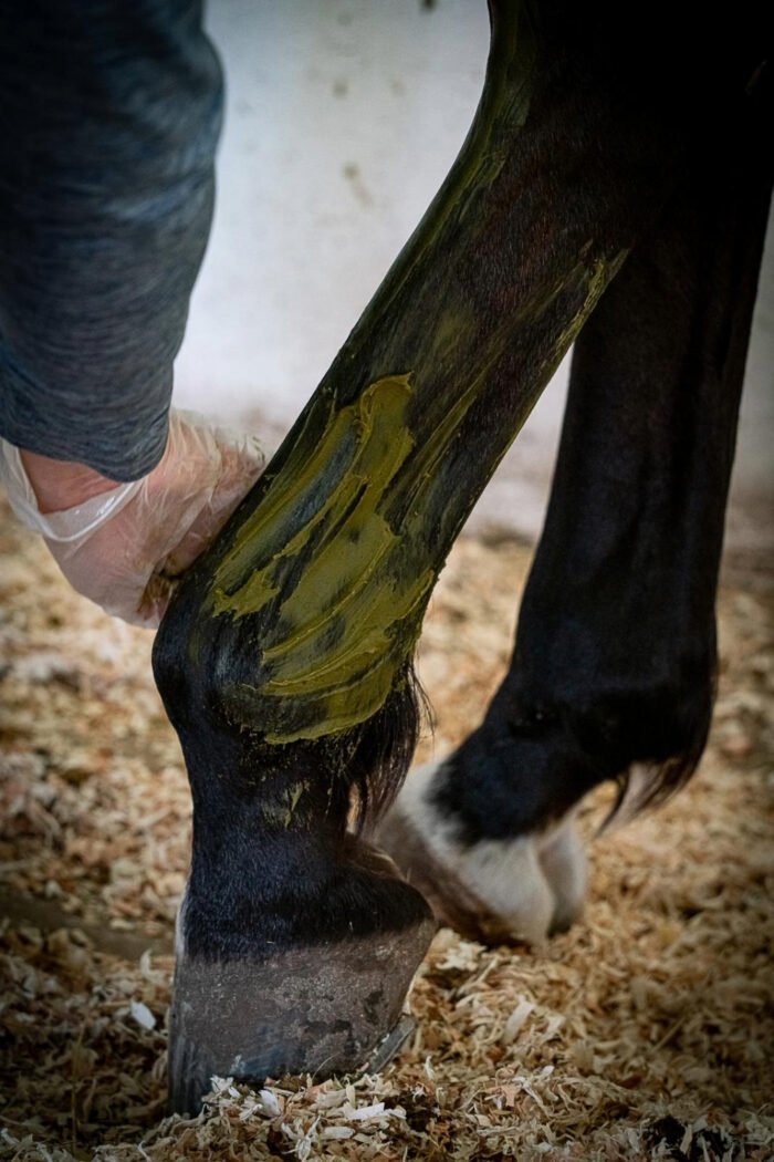 Cryotendons KELPY sur les tendons d'un cheval de sport