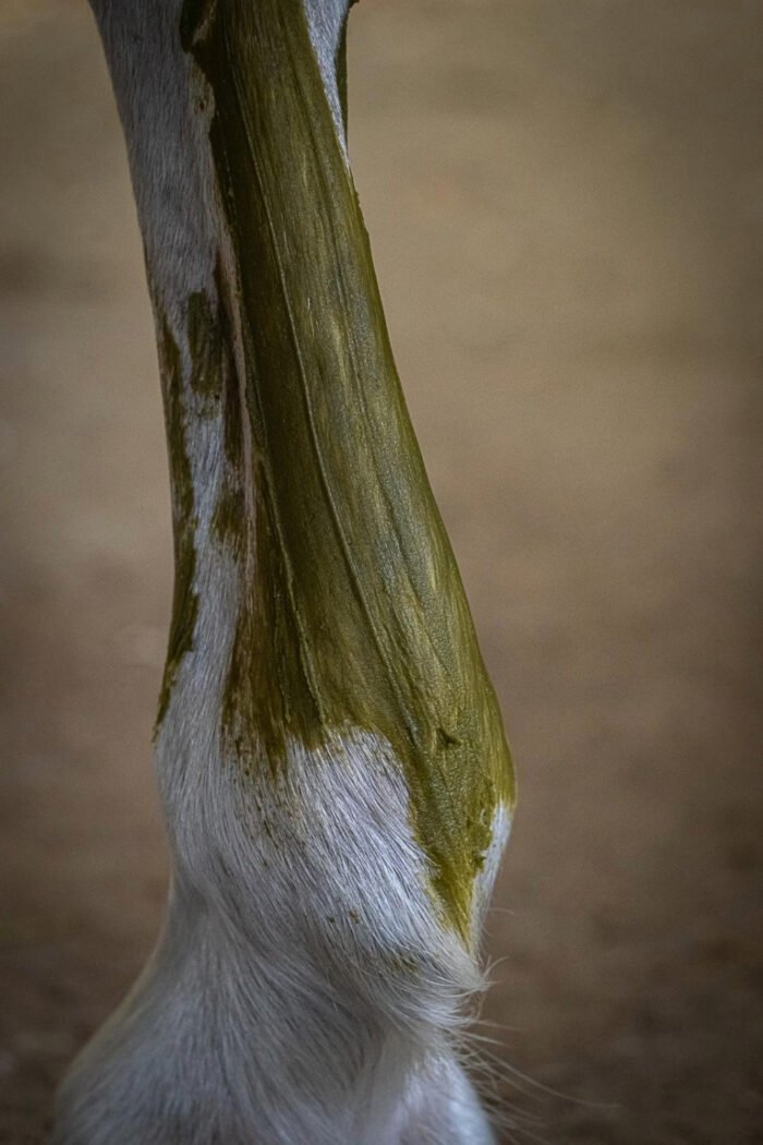 Cryotendons KELPY sur les tendons d'un cheval de sport