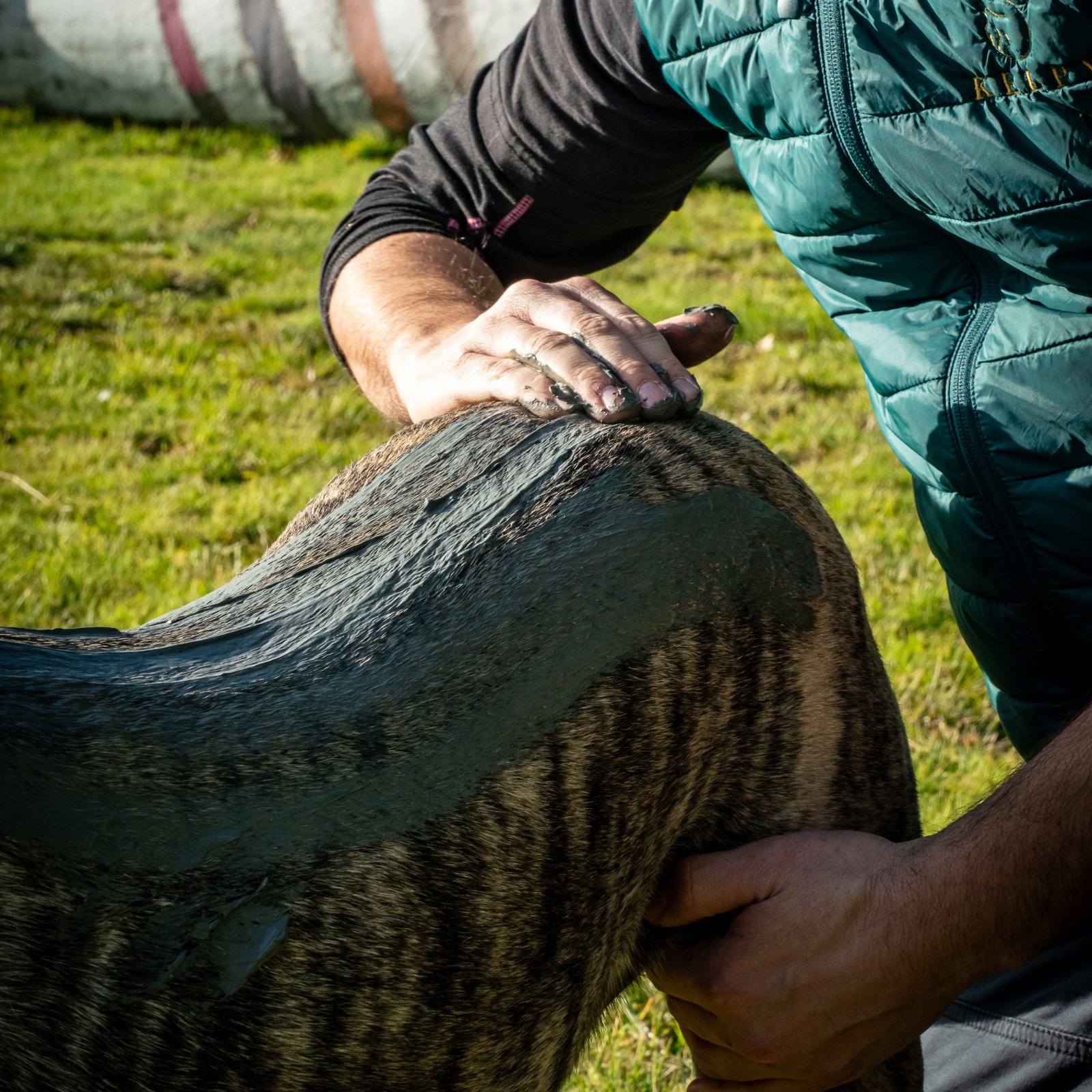 Application de boue marine de Noirmoutier sur les articulations d'un chien