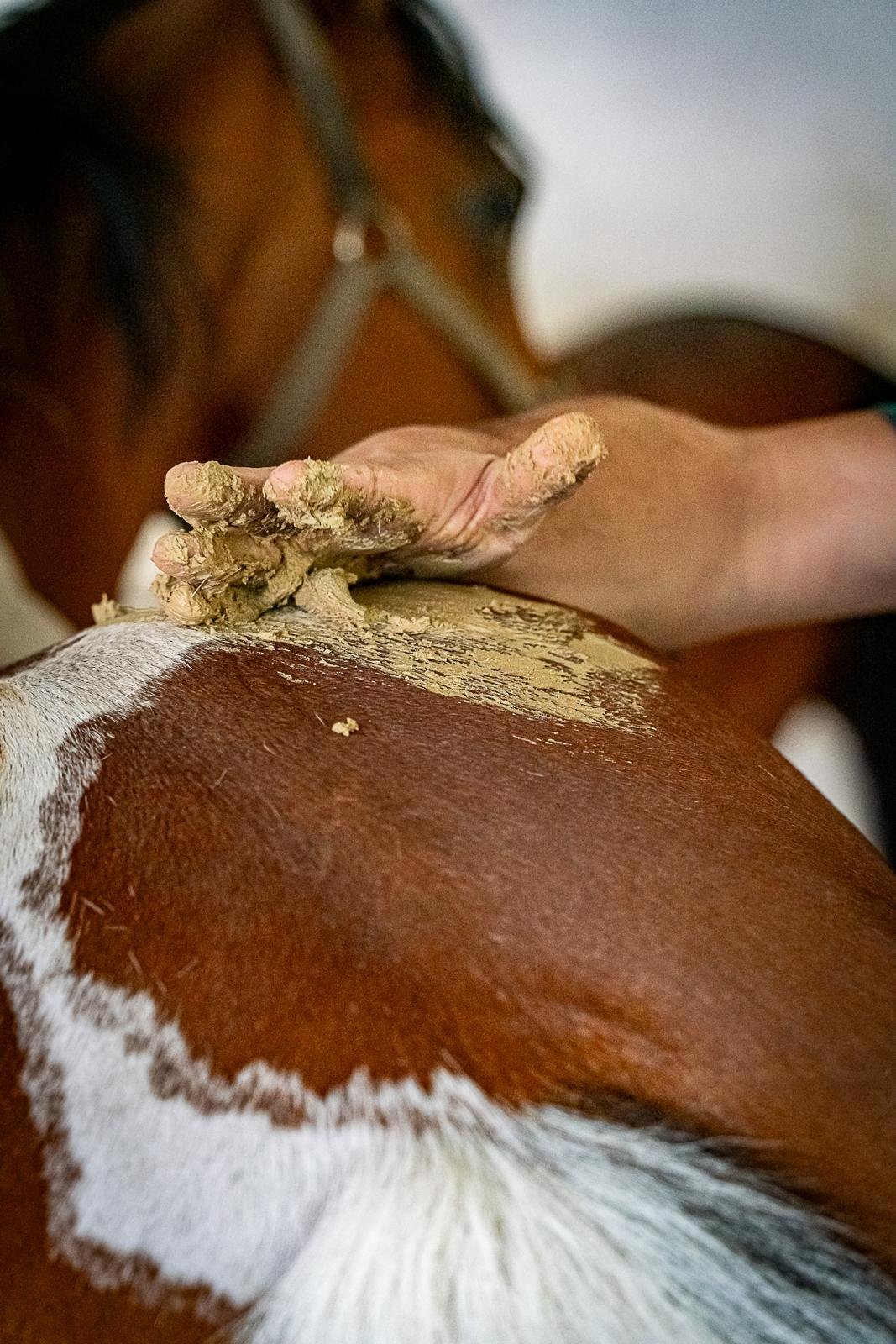 Application d'argile drainante en poudre KELPY pour drainer les tissus de votre cheval