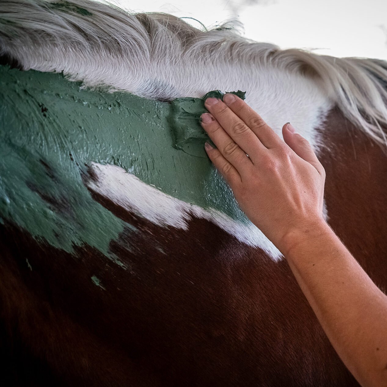 Application du soin Compétition KELPY sur cheval de sport avec film et peignoir