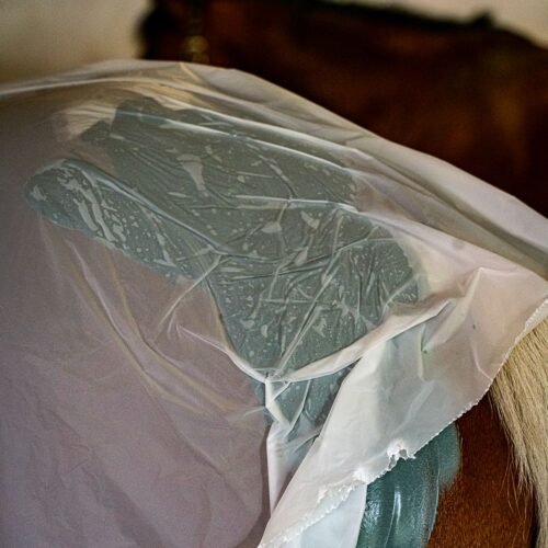 Feuille d'enveloppement biodégradable appliquée sur cheval avec soin marin - KELPY