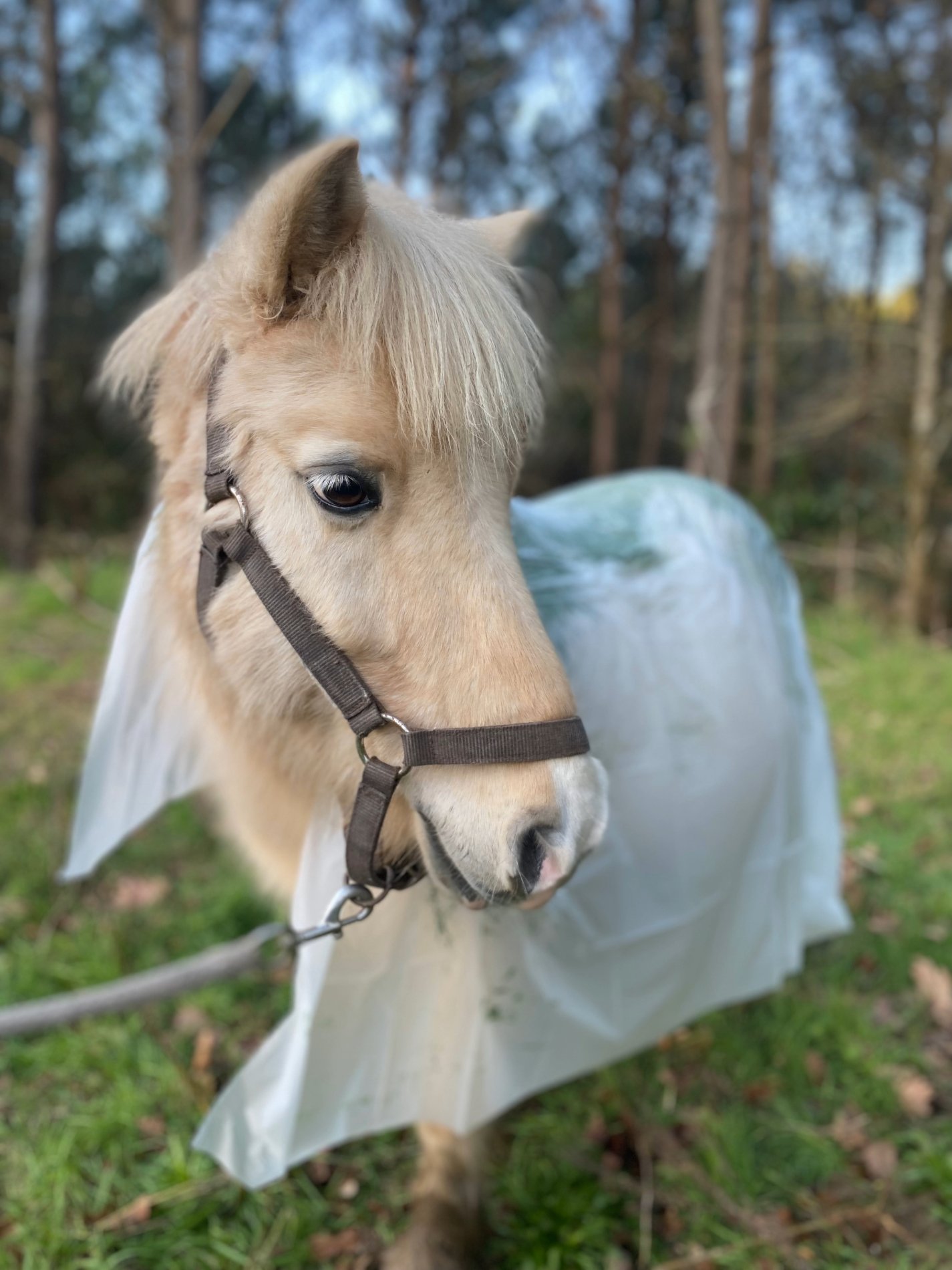 Feuille d'enveloppement biodégradable appliquée sur poney avec soin marin - KELPY
