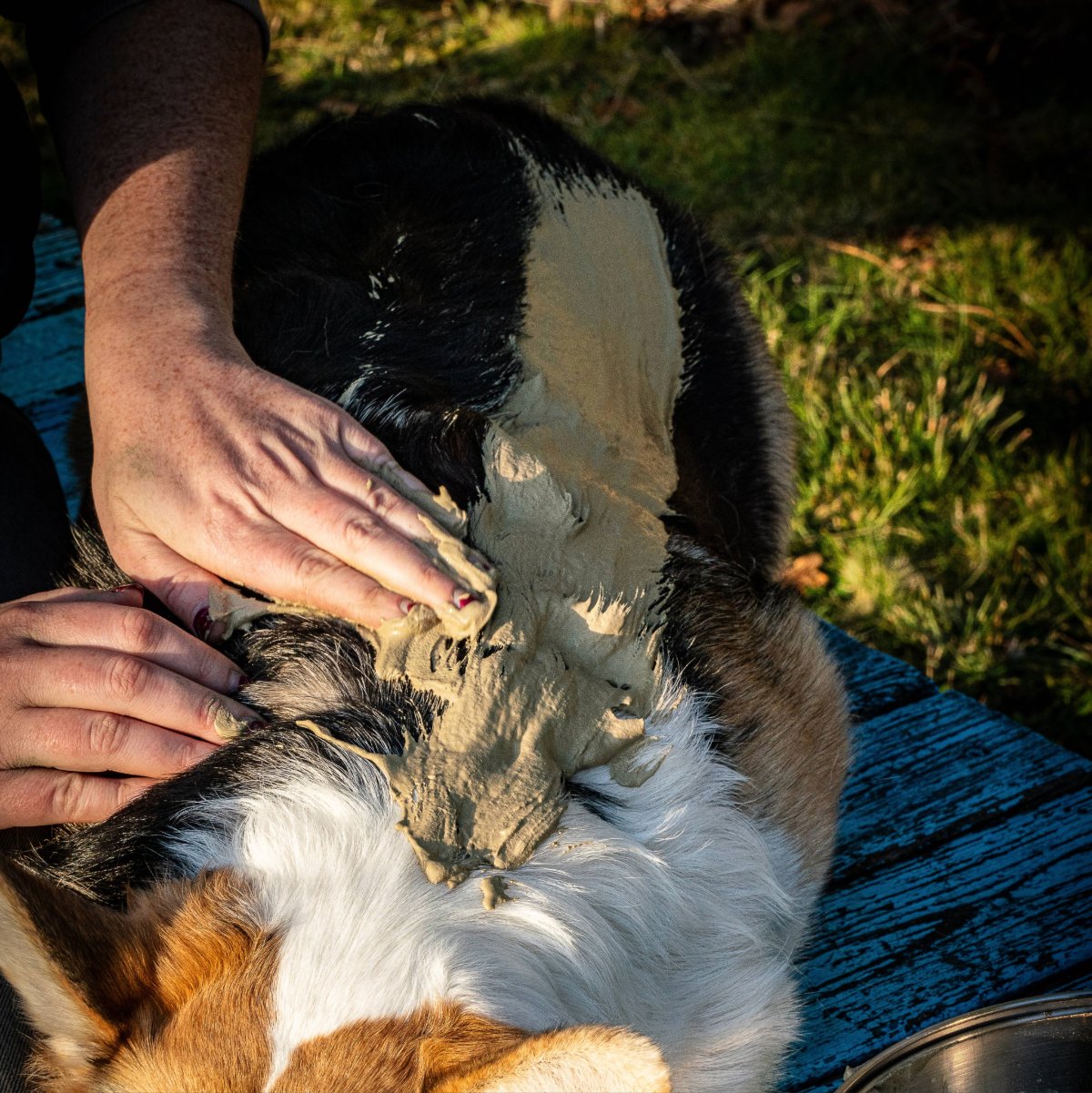 Application Cani'Drain enveloppement détoxifiant sur chien